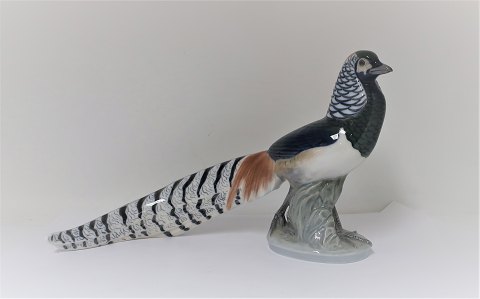 Royal Copenhagen. Porcelain figure. Pheasant. Model 1881. Length 30 cm. (1 
quality)