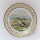 Royal Copenhagen. Fauna Danica. Dinner plate. Model # 240A - 3549. Diameter 25 
cm. (1 quality). Anser albifrons