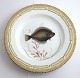 Royal Kopenhagen. Fauna Danica. Fischplatte  Essteller. Modell # 19 - 3549. 
Durchmesser 25 cm. (1 Wahl). Pleuronectes platessa